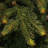 Top Trees Vanocuver kerstboom groen TIPS 1298 - h155xd109cm - maximondo